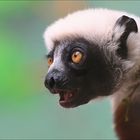 Coquerel-Sifaka