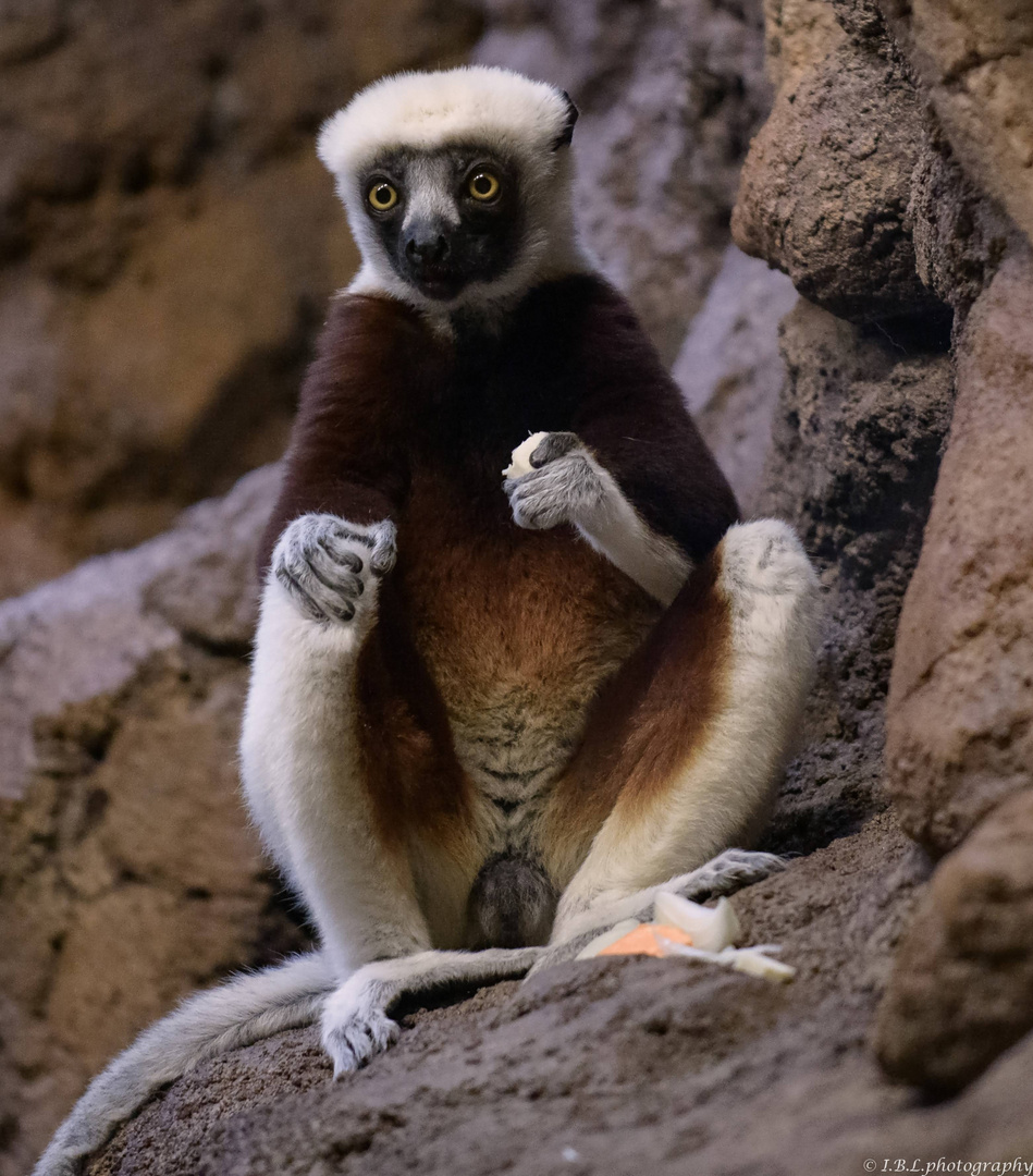 ©Coquerel-Sifaka