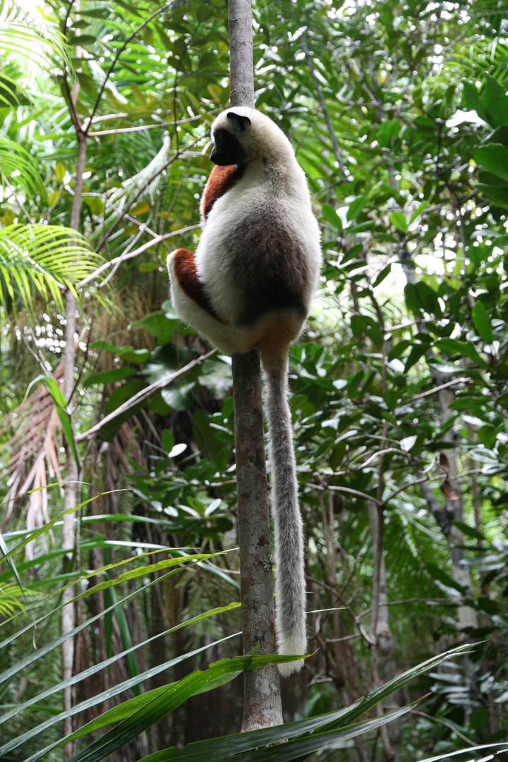 Coquerel Sifaka