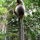 Coquerel Sifaka