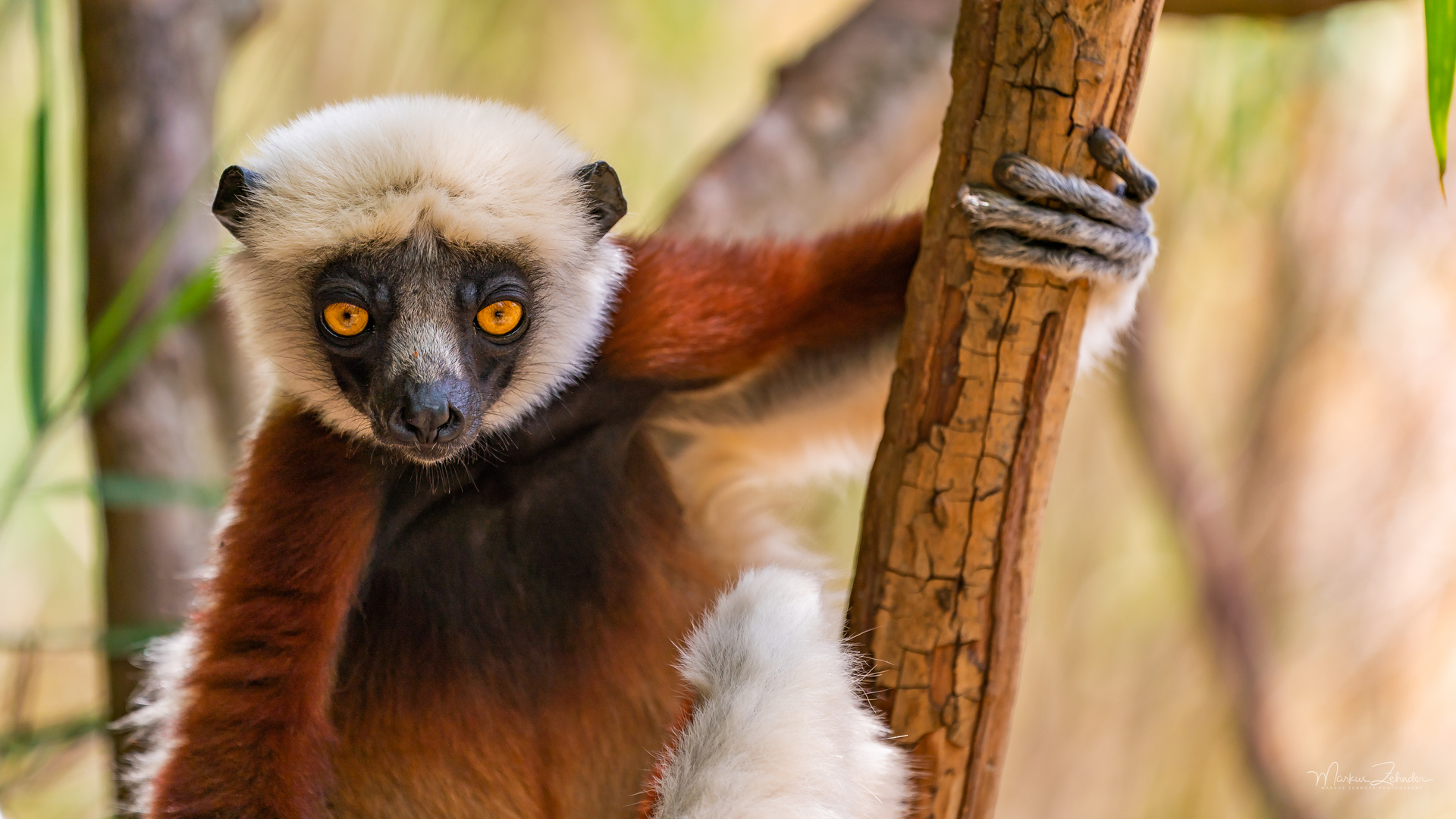 coquerel-sifaka