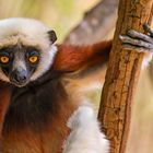 coquerel-sifaka