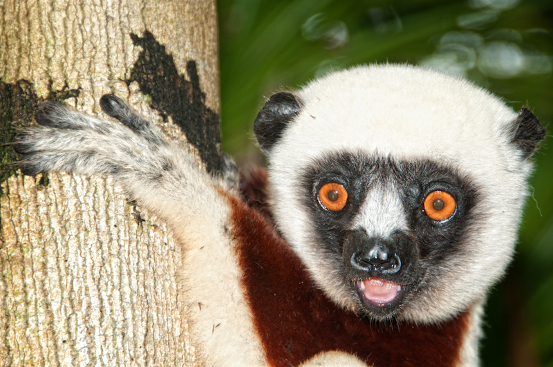 Coquerel Sifaka