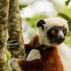 Coquerel-Sifaka