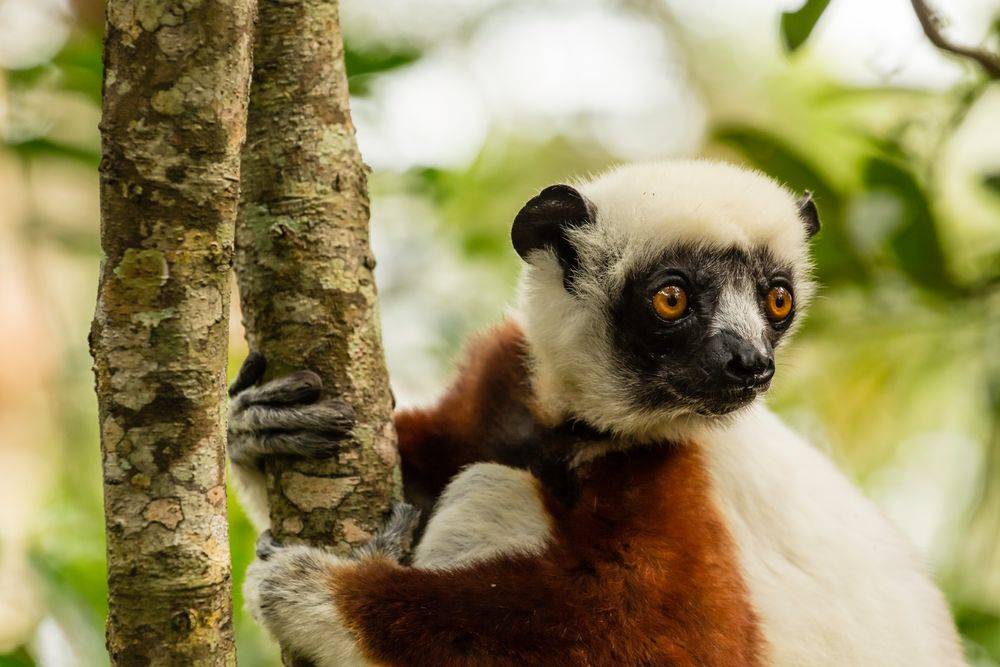 Coquerel-Sifaka