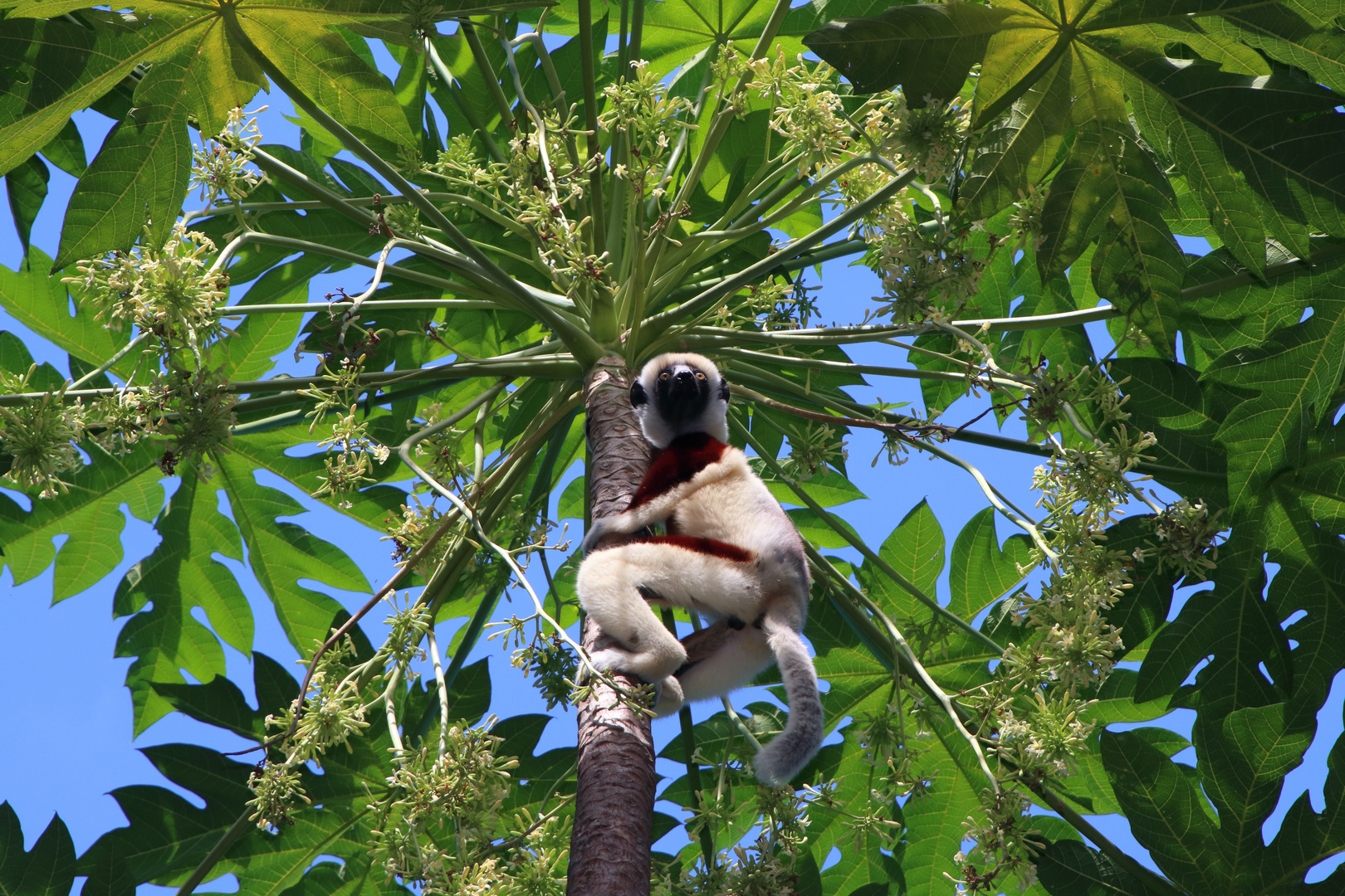 Coquerel Sifaka im Papaya Baum