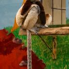 Coquerel-Sifaka - Lemur.