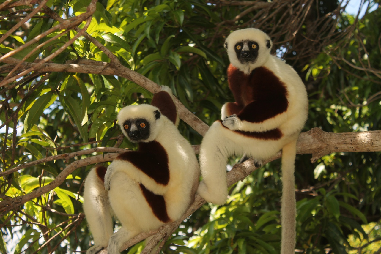 Coquerel-Sifaka (Propithecus coquereli)