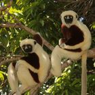 Coquerel-Sifaka (Propithecus coquereli)