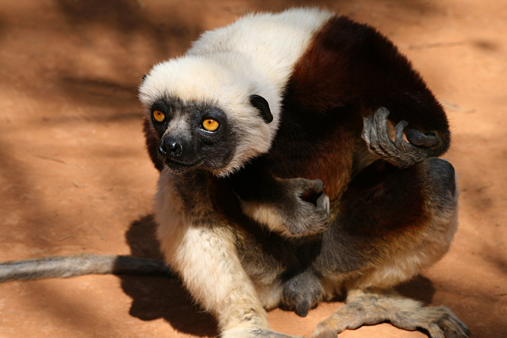 Coquerel Sifaka spielt Luftgitarre