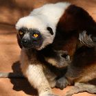 Coquerel Sifaka spielt Luftgitarre