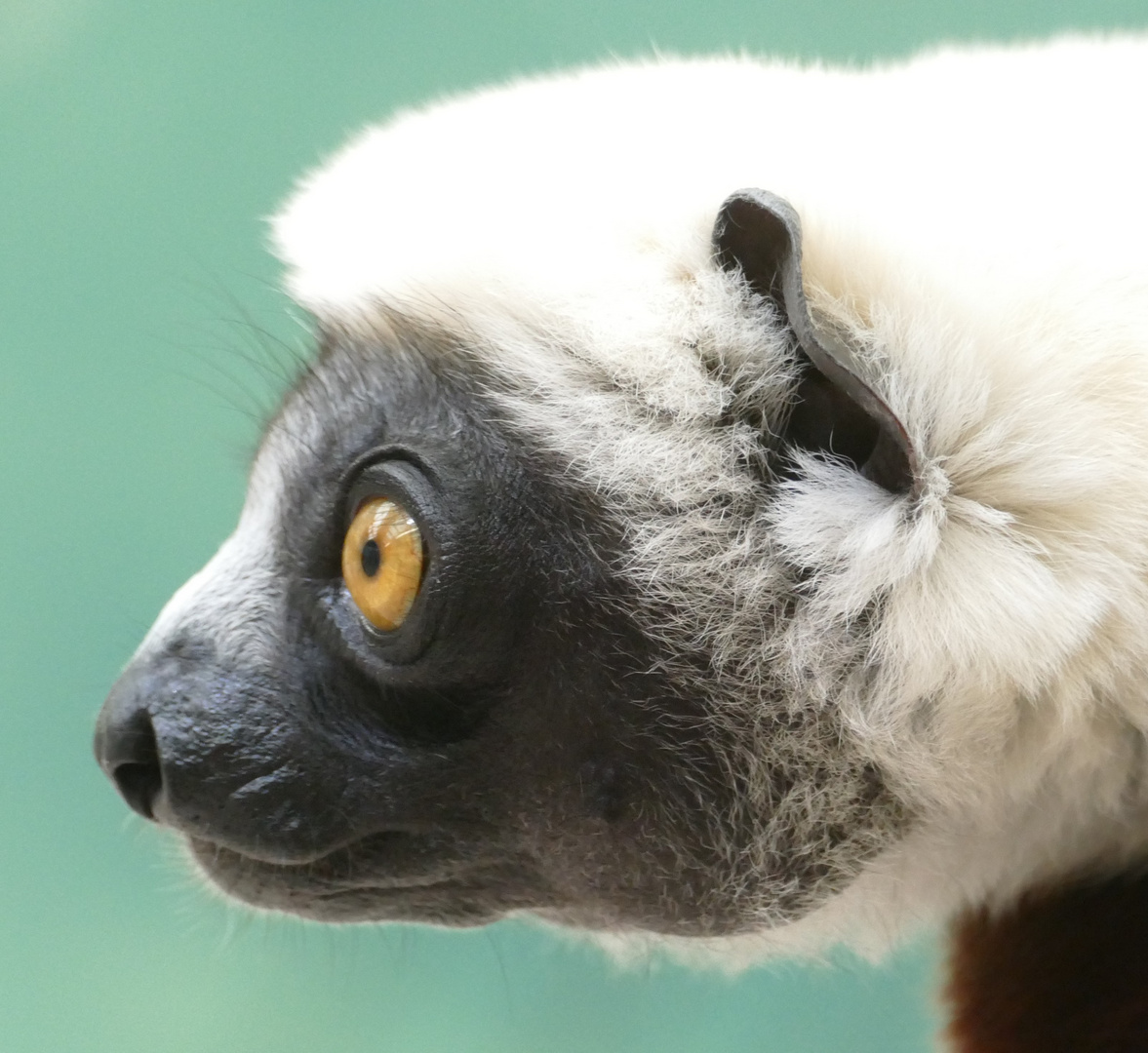 Coquerel-Sifaki im Kölner Zoo