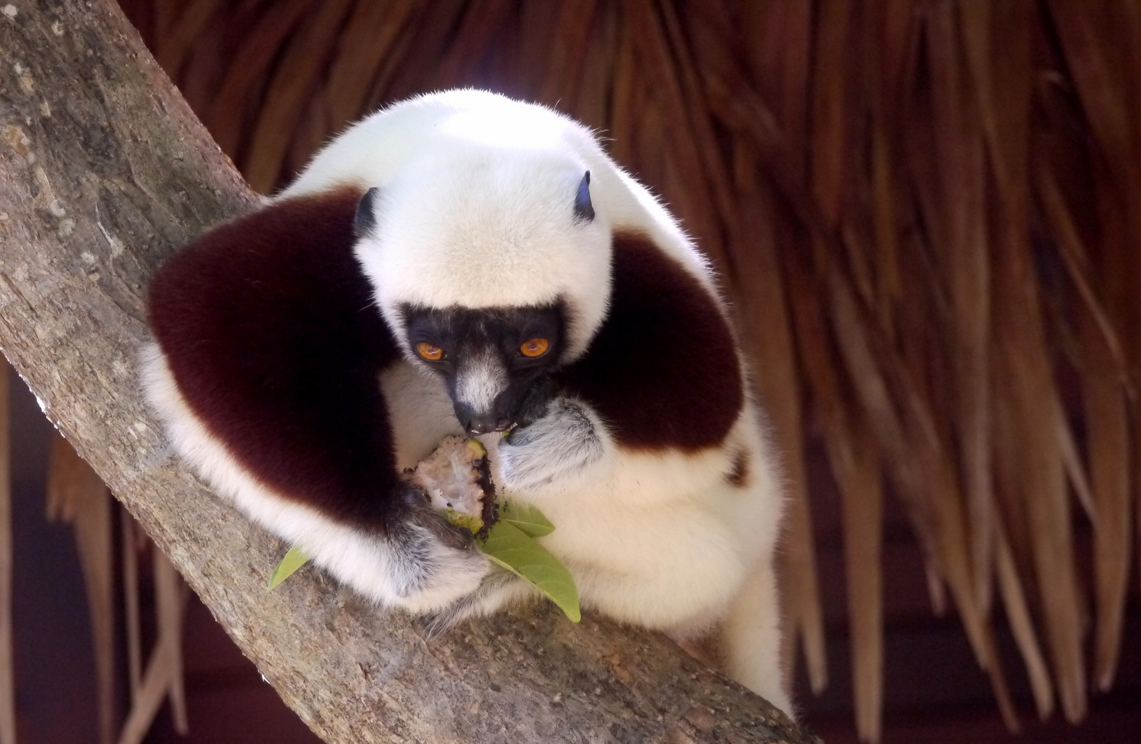 Coquerels Sifaka