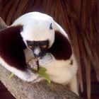 Coquerels Sifaka