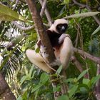 Coquerels Sifaka - Propithecus coquereli