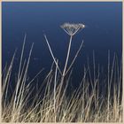 coquet estuary 2