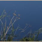 coquet estuary 5