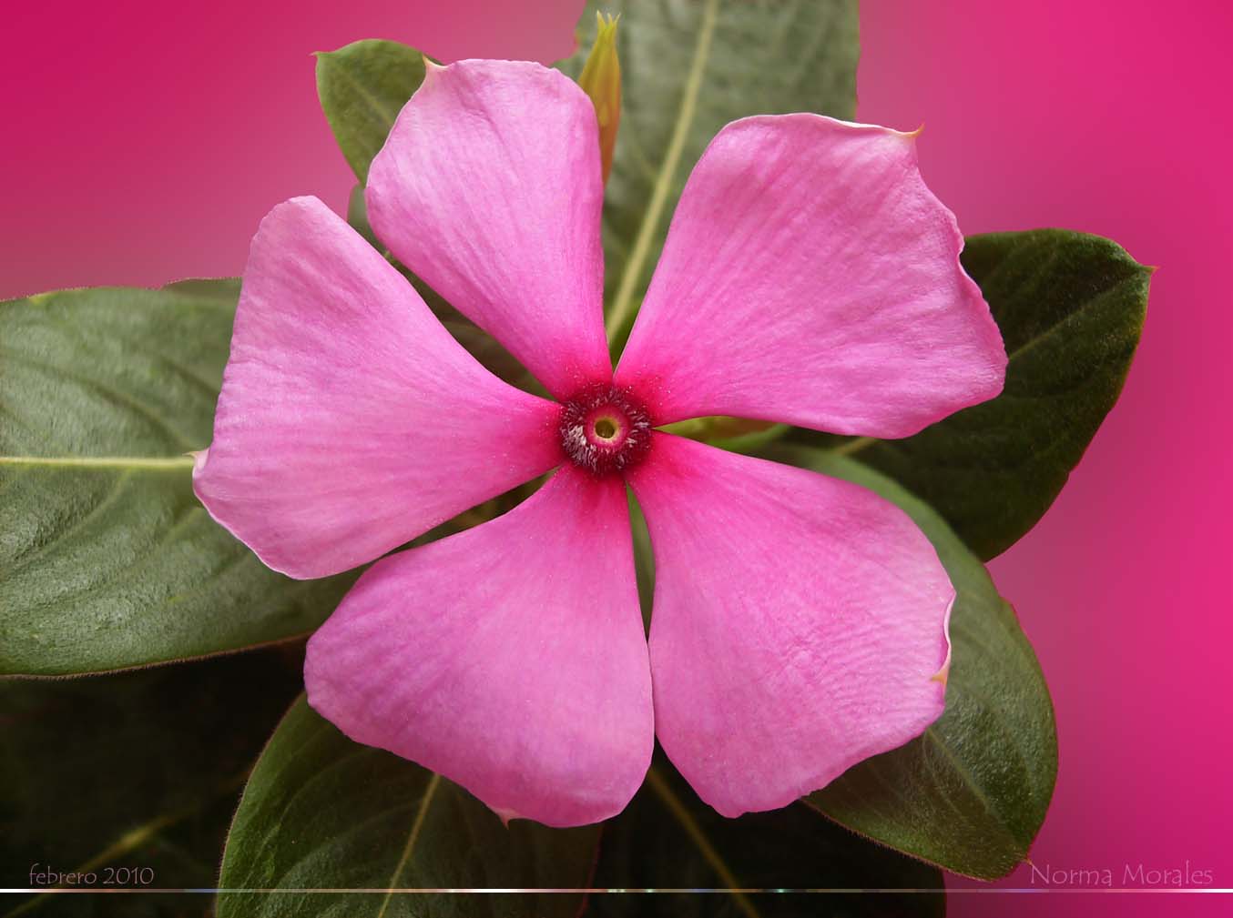 Coqueta Imagen & Foto plantas, flores, habiluz Fotos de