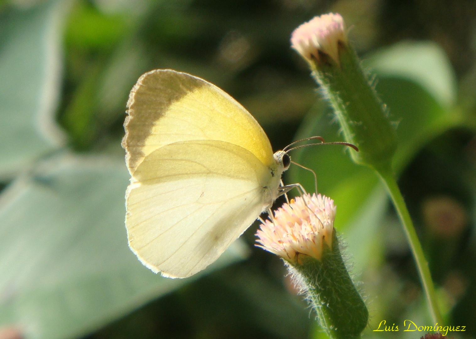 Coqueta II   ( Phoebis, Sennae )