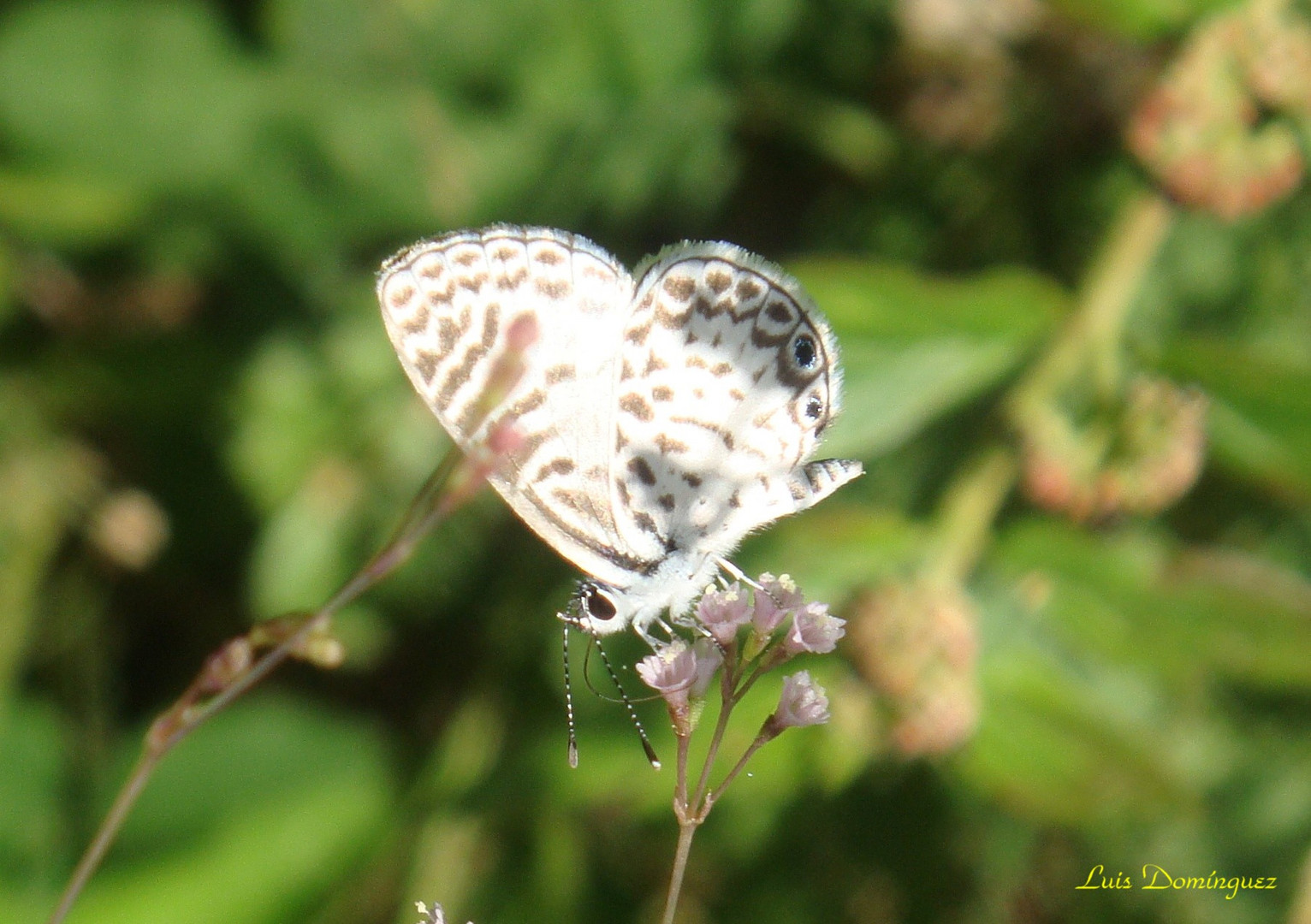 Coqueta III  ( Summer Azure Butterfly )