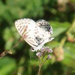 Coqueta III  ( Summer Azure Butterfly )