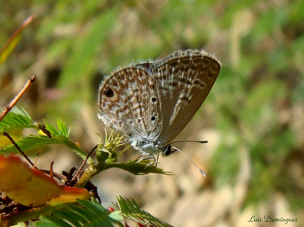 Coqueta VI