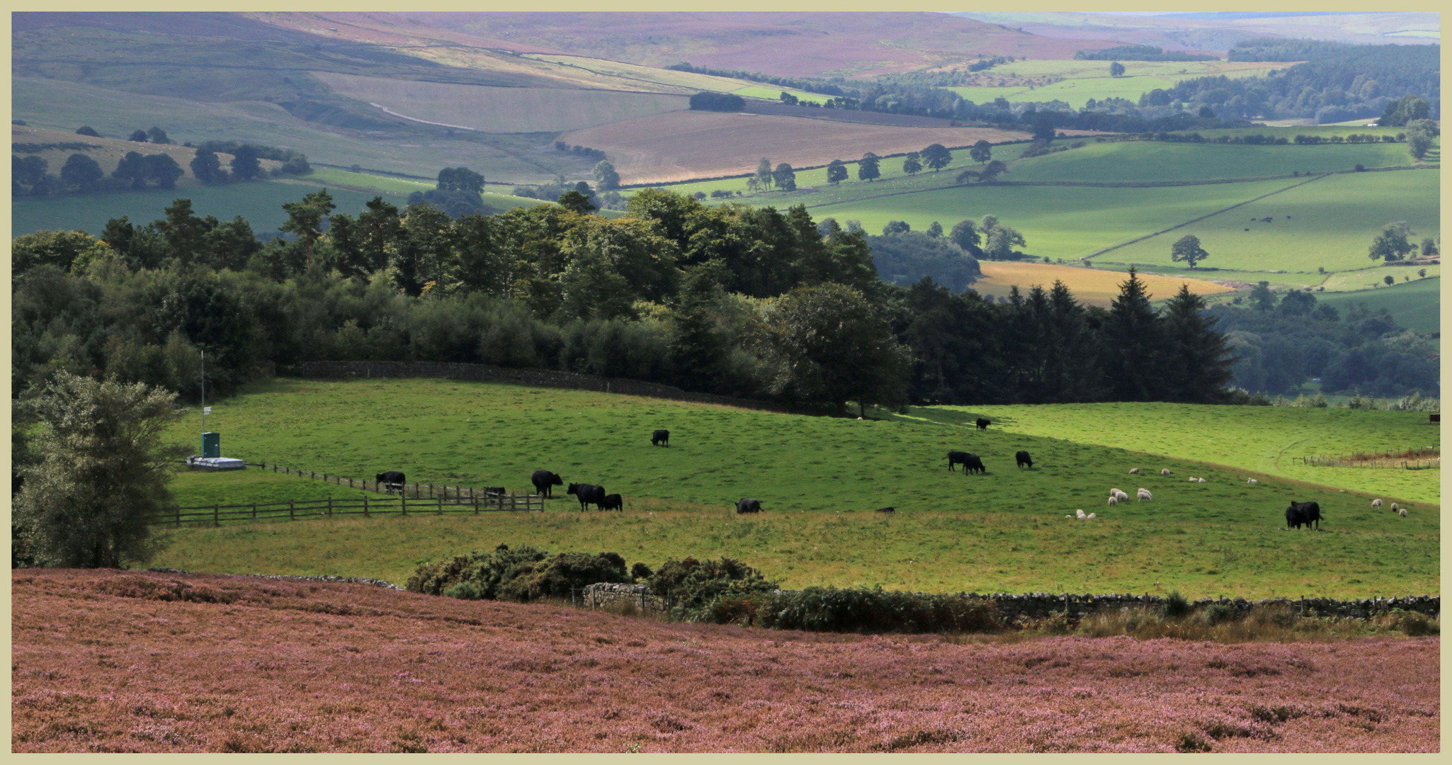 Coquetdale near Thropton