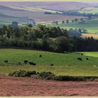 Coquetdale near Thropton