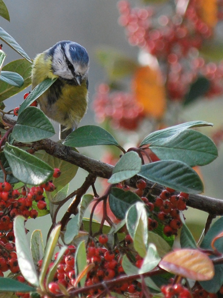 Coquette mésange