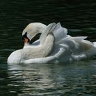 Coquetterie... Se faire un foulard de ses plumes