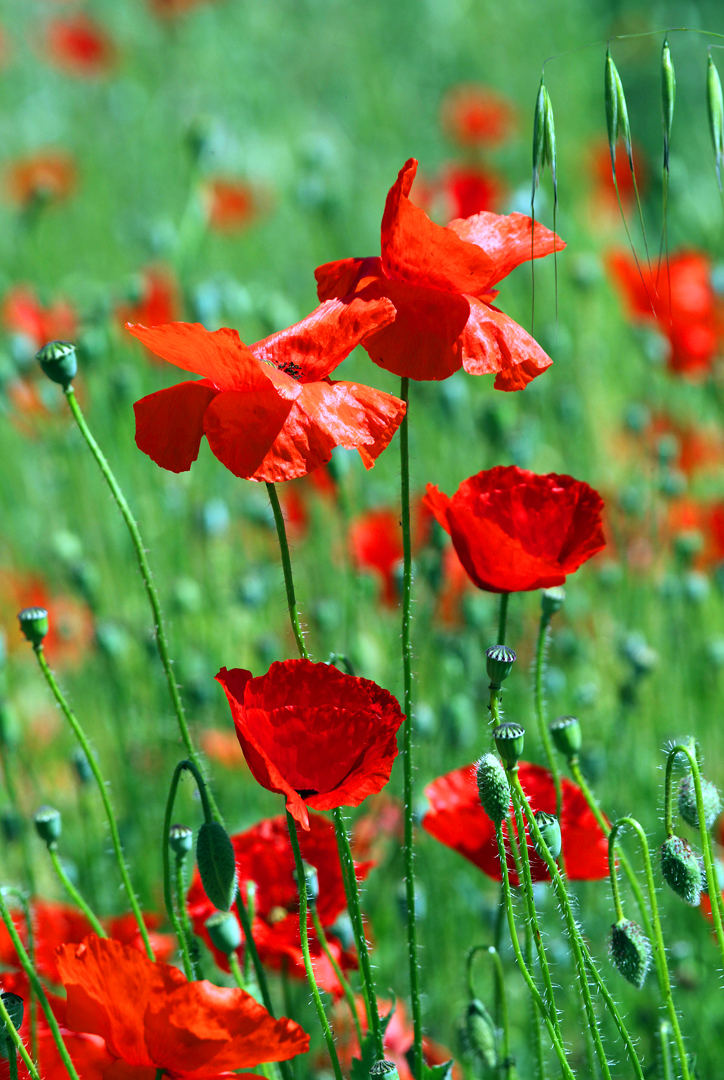 Coquetteries de coquelicots