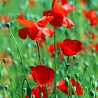 Coquetteries de coquelicots