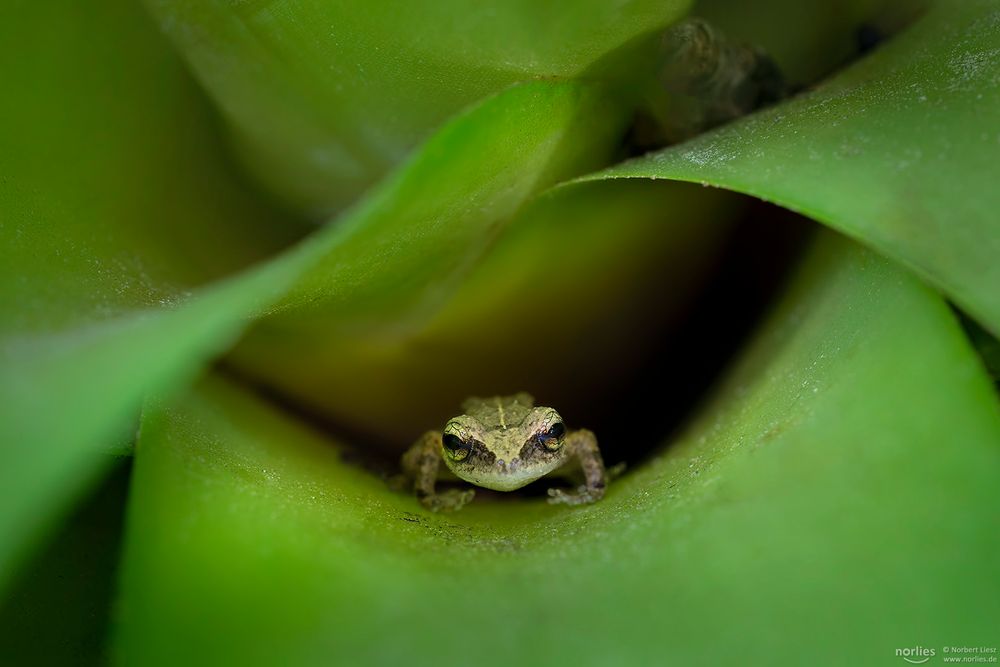 Coqui-Pfeiffrosch