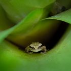 Coqui-Pfeiffrosch