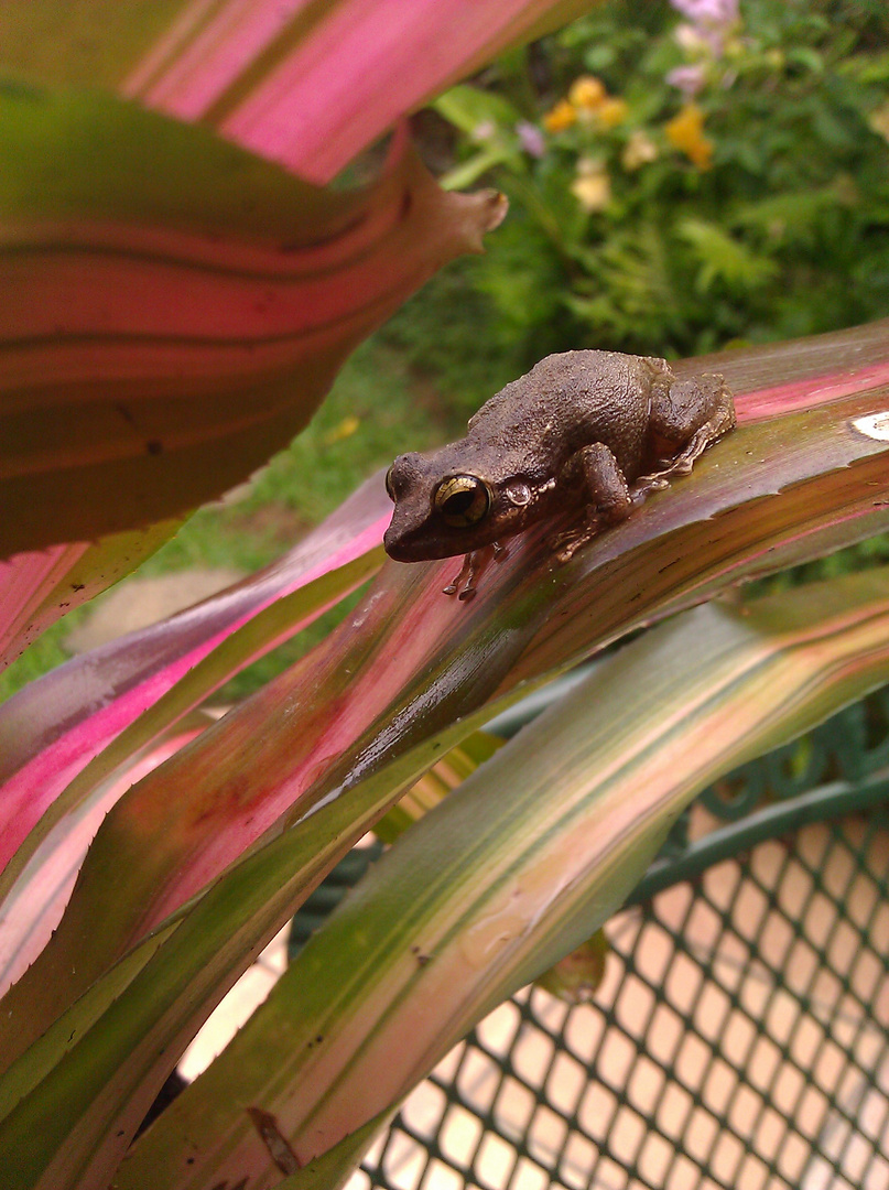 CoquÃ­ PuertorriqueÃ±o Imagen & Foto | naturaleza diversa , naturaleza