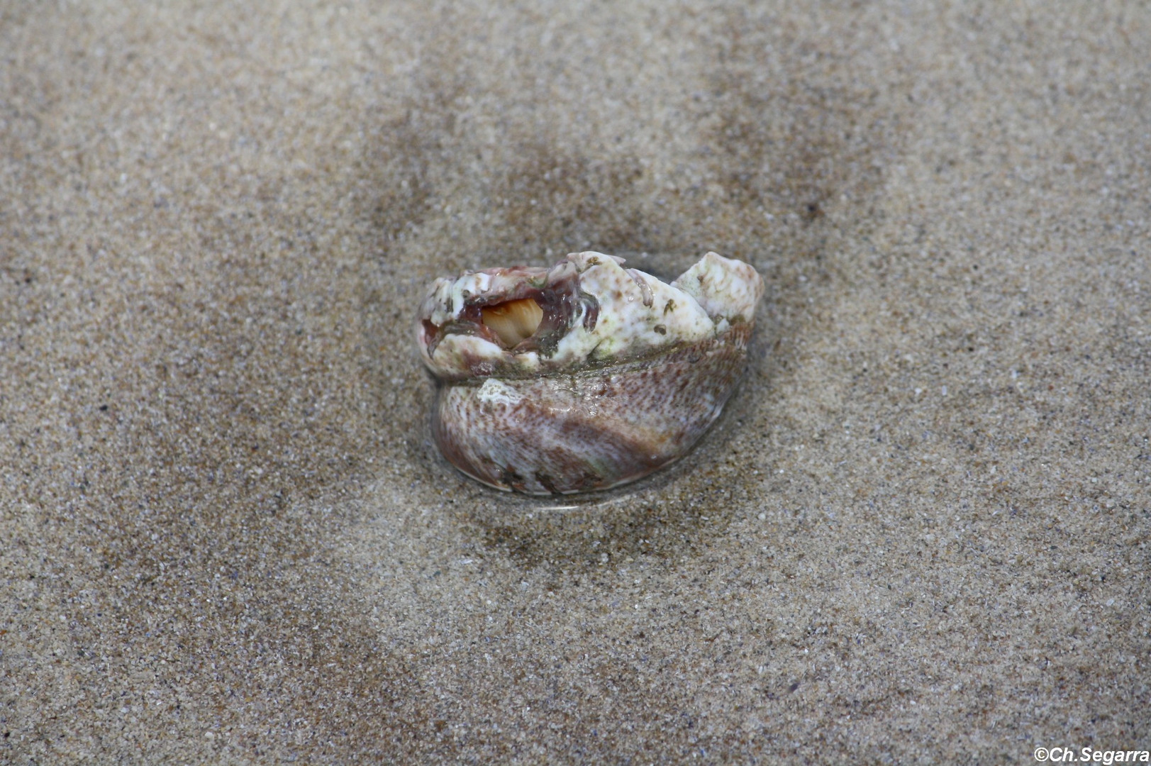 Coquillage