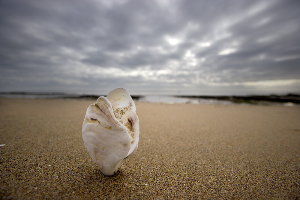 coquillage