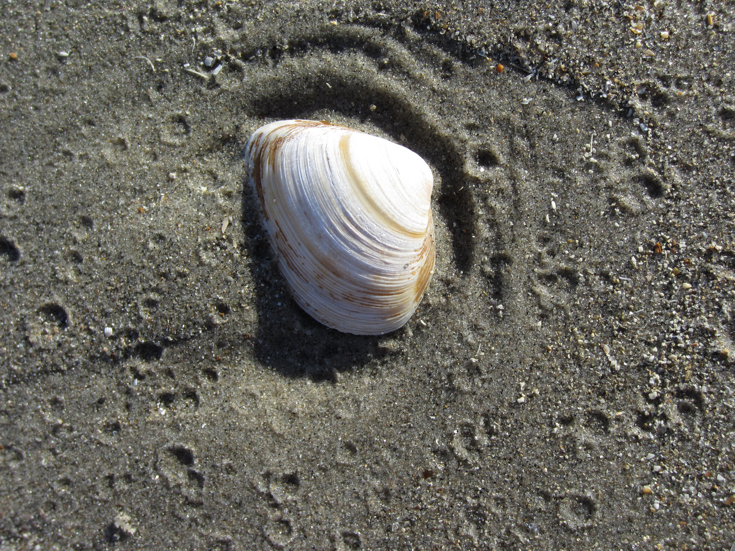 Coquillage en Belgique