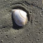 Coquillage en Belgique