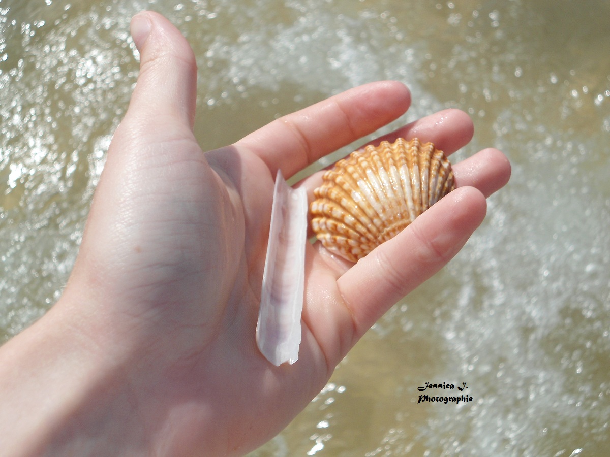 Coquillage, océan Atlantique