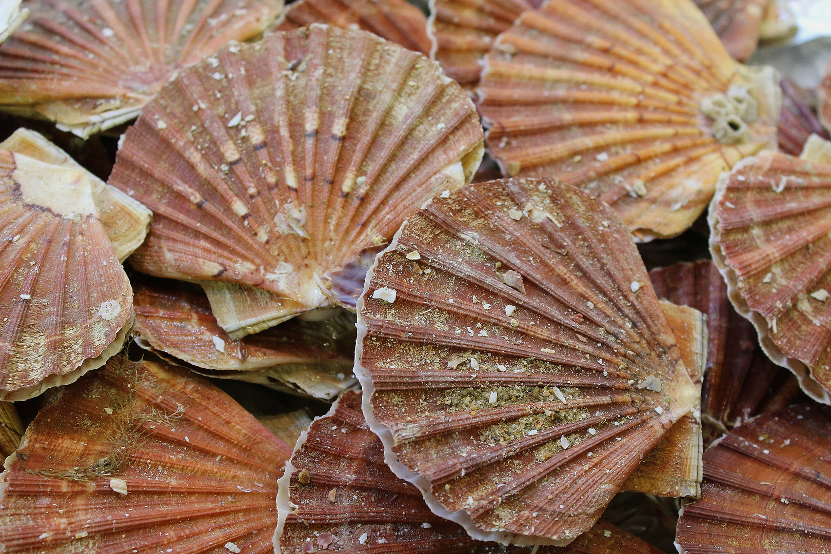 Coquillage Saint Jacques