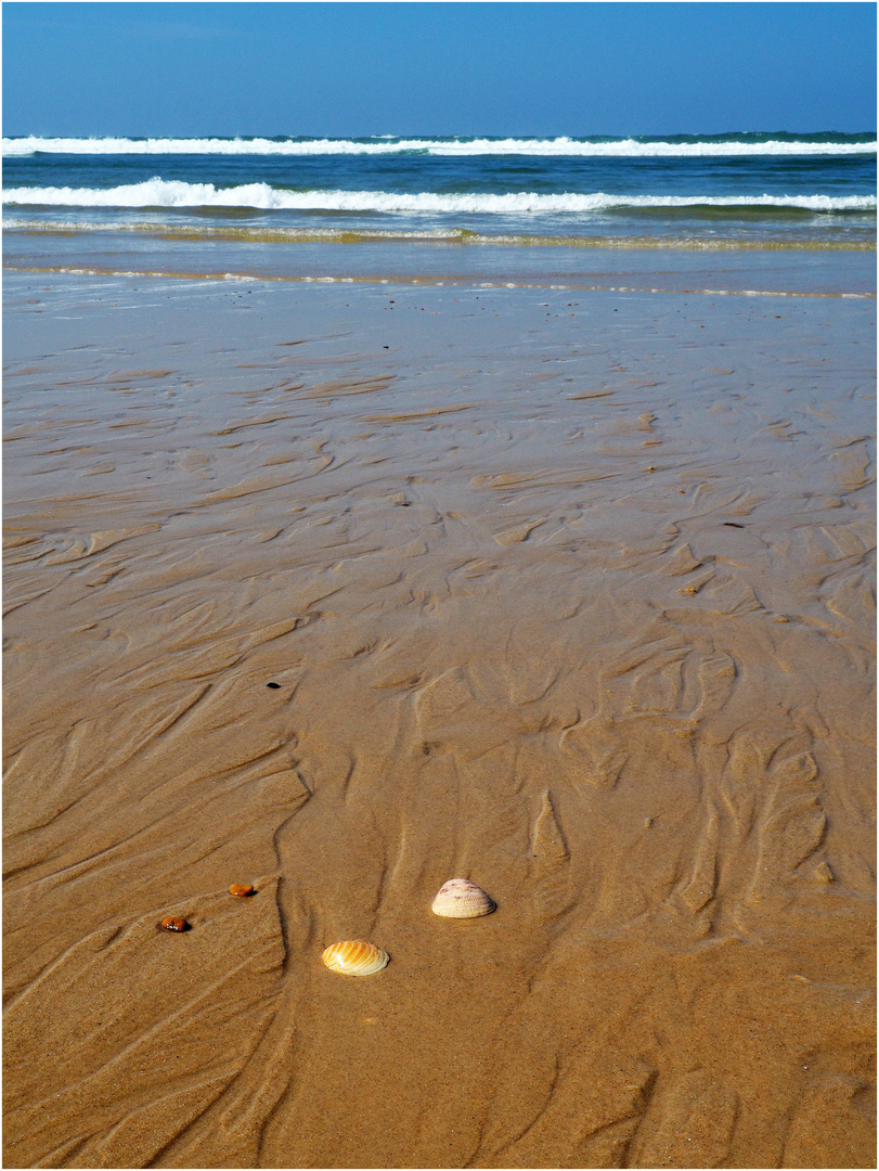 Coquillages en bord de mer