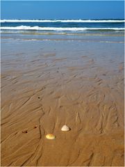 Coquillages en bord de mer