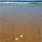 Coquillages en bord de mer