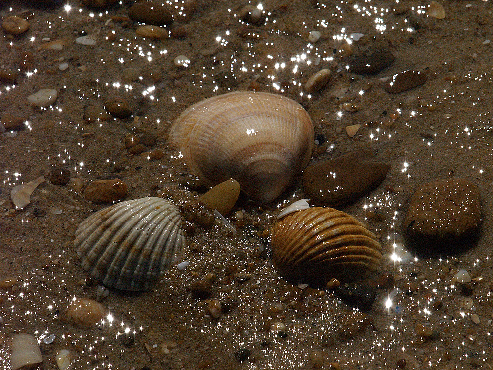 Coquillages en bord de mer - Muscheln am Strand