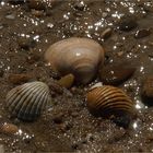 Coquillages en bord de mer - Muscheln am Strand