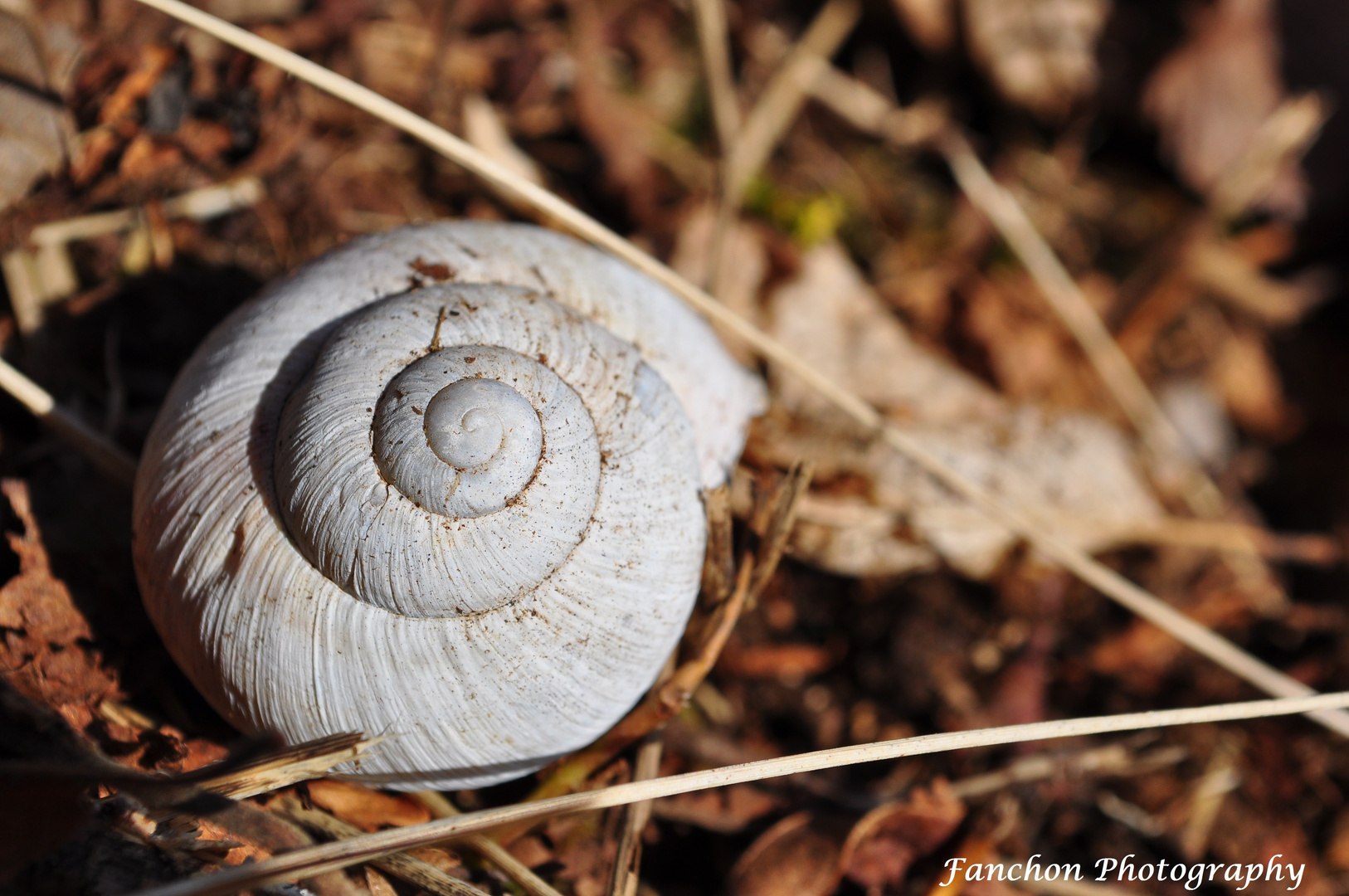 Coquille d'escargot