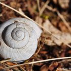 Coquille d'escargot