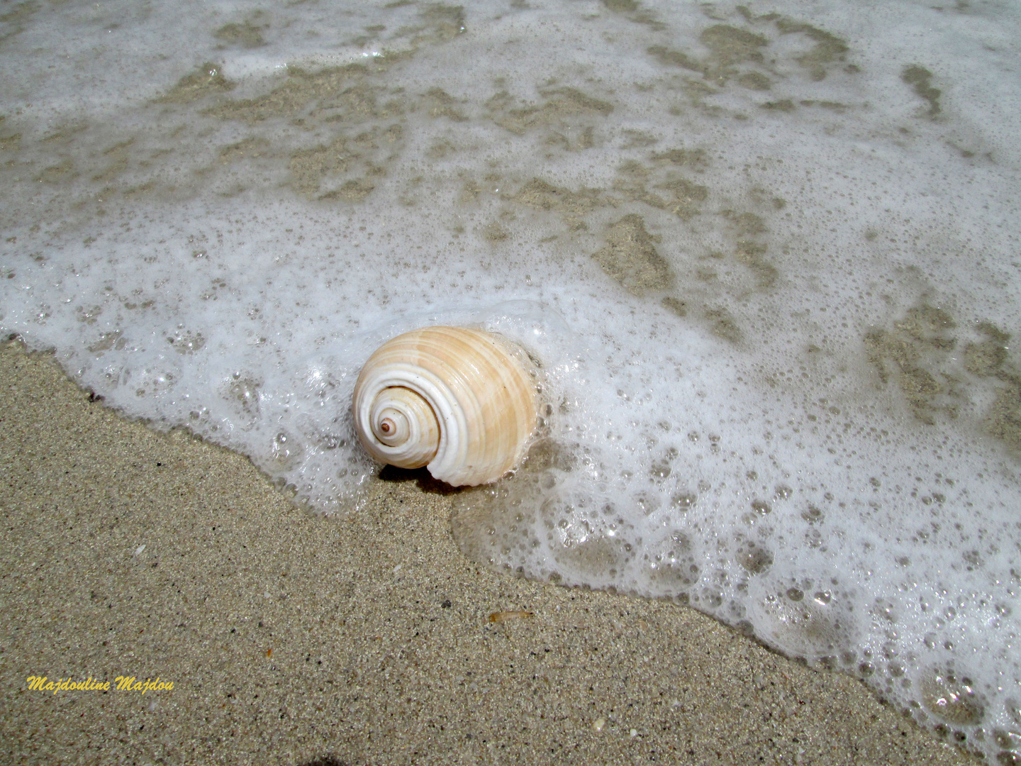 Coquille