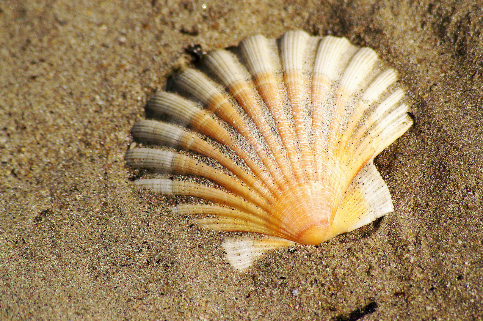 Coquille Saint-Jacques